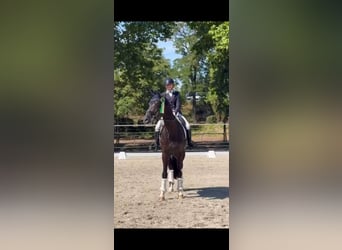 KWPN, Castrone, 13 Anni, 174 cm, Morello