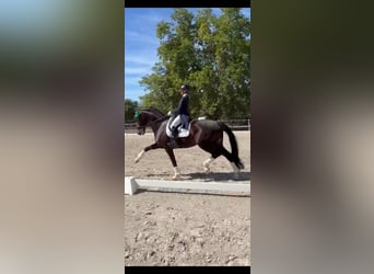 KWPN, Castrone, 13 Anni, 174 cm, Morello