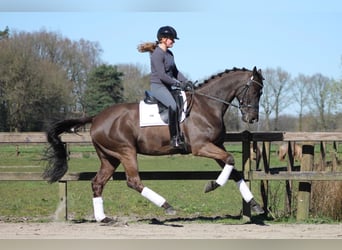 KWPN, Castrone, 13 Anni, 175 cm, Baio nero