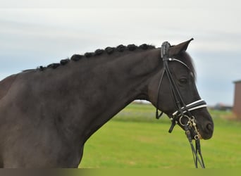 KWPN, Castrone, 13 Anni, 175 cm, Baio nero
