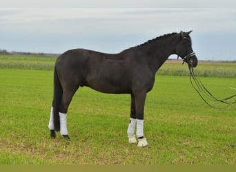 KWPN, Castrone, 13 Anni, 175 cm, Baio nero