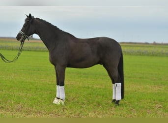 KWPN, Castrone, 13 Anni, 175 cm, Baio nero