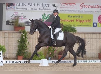 KWPN, Castrone, 13 Anni, 175 cm, Baio scuro