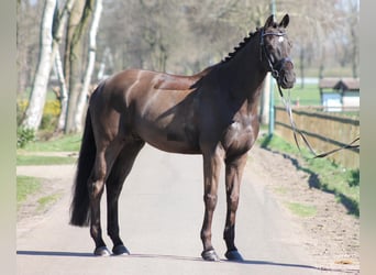 KWPN, Castrone, 13 Anni, 175 cm, Baio scuro