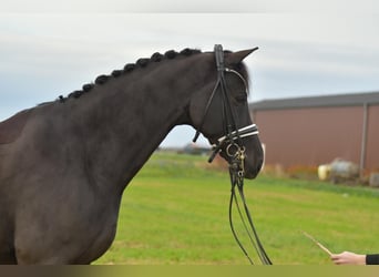 KWPN, Castrone, 13 Anni, 175 cm, Morello