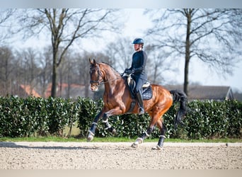 KWPN, Castrone, 13 Anni, 176 cm, Baio