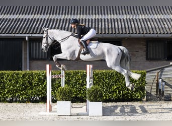 KWPN, Castrone, 13 Anni, 178 cm