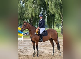 KWPN, Castrone, 14 Anni, 167 cm, Baio