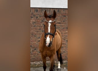 KWPN, Castrone, 14 Anni, 167 cm, Baio