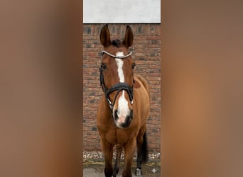 KWPN, Castrone, 14 Anni, 167 cm, Baio