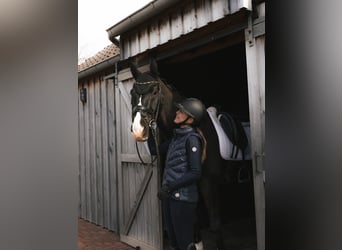 KWPN, Castrone, 14 Anni, 168 cm, Morello