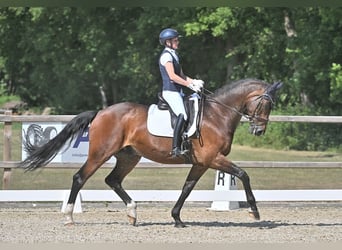 KWPN, Castrone, 14 Anni, 173 cm, Baio