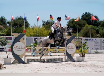 KWPN, Castrone, 14 Anni, 180 cm, Grigio