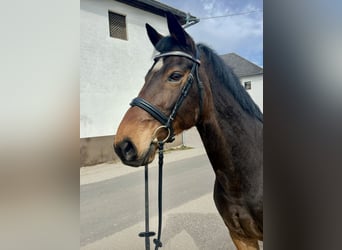 KWPN, Castrone, 15 Anni, 166 cm, Baio