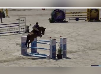 KWPN, Castrone, 15 Anni, 166 cm, Baio