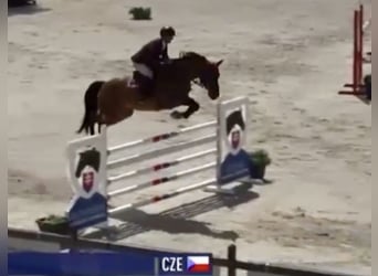 KWPN, Castrone, 15 Anni, 166 cm, Baio