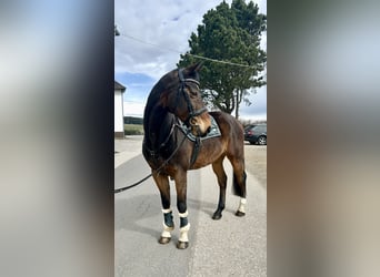 KWPN, Castrone, 15 Anni, 166 cm, Baio