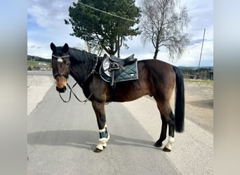 KWPN, Castrone, 15 Anni, 166 cm, Baio