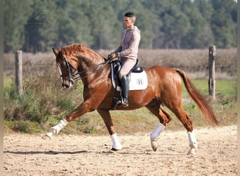 KWPN, Castrone, 15 Anni, 167 cm, Sauro