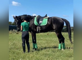 KWPN, Castrone, 15 Anni, 170 cm, Morello
