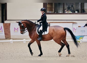 KWPN, Castrone, 15 Anni, 173 cm, Baio chiaro