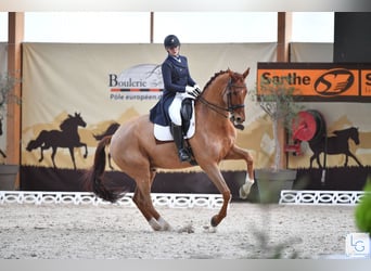 KWPN, Castrone, 15 Anni, 178 cm, Sauro