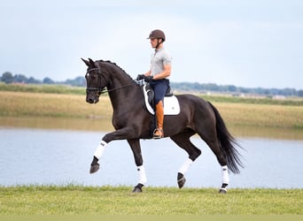KWPN, Castrone, 15 Anni, 179 cm