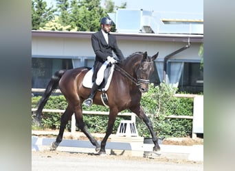 KWPN, Castrone, 15 Anni, 182 cm, Baio scuro