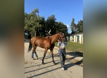 KWPN, Castrone, 15 Anni, Baio scuro