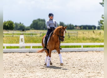 KWPN, Castrone, 15 Anni, Sauro