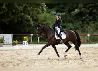 KWPN, Castrone, 16 Anni, 168 cm, Morello