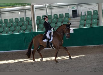 KWPN, Castrone, 16 Anni, 185 cm, Sauro scuro