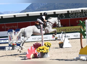KWPN, Castrone, 17 Anni, 164 cm, Grigio