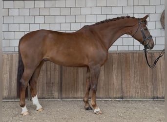 KWPN, Castrone, 17 Anni, 172 cm, Sauro scuro