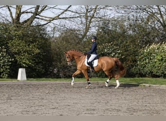 KWPN, Castrone, 17 Anni, 174 cm, Sauro