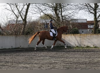 KWPN, Castrone, 17 Anni, 174 cm, Sauro