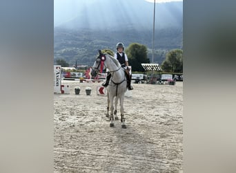 KWPN, Castrone, 18 Anni, 164 cm, Grigio