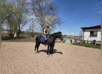 KWPN, Castrone, 21 Anni, 166 cm, Morello