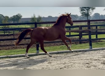 KWPN, Castrone, 2 Anni, 160 cm, Sauro scuro
