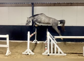 KWPN, Castrone, 2 Anni, 162 cm, Grigio