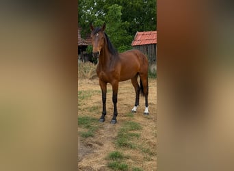 KWPN, Castrone, 2 Anni, 164 cm, Baio