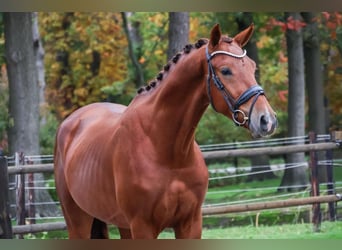 KWPN, Castrone, 2 Anni, 164 cm, Sauro