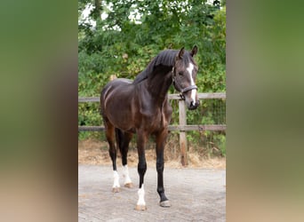 KWPN, Castrone, 2 Anni, 167 cm, Baio scuro
