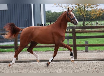 KWPN, Castrone, 2 Anni, 167 cm, Sauro