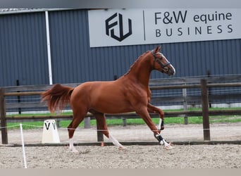 KWPN, Castrone, 2 Anni, 167 cm, Sauro