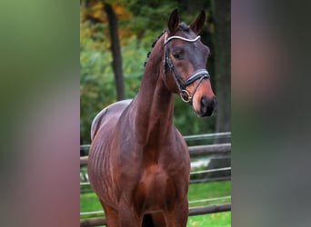 KWPN, Castrone, 2 Anni, 168 cm, Baio