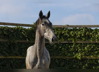 KWPN, Castrone, 2 Anni, 168 cm, Grigio pezzato