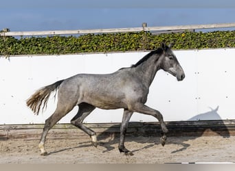 KWPN, Castrone, 2 Anni, 168 cm, Grigio pezzato