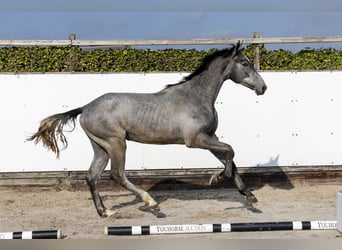 KWPN, Castrone, 2 Anni, 168 cm, Grigio pezzato