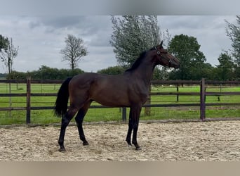 KWPN, Castrone, 2 Anni, 169 cm, Baio scuro